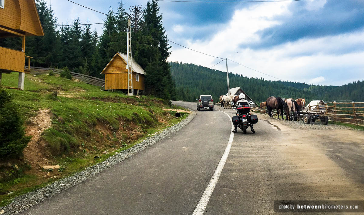 Droga 1R. Konie blokują drogę. Na szczęście Pan z Jeepa zatrzymał się. Znalazł kij. Kilka razy uderzył i konie przesunęły się na prawo. Teraz już wiemy co robić w takich sytuacjach jak klakson nie działa 😉 Droga 1R. Konie blokują drogę.