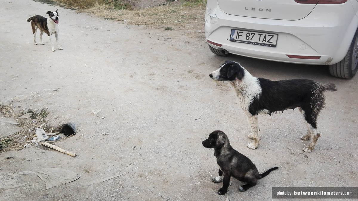 Psy nad na parkingu przy plaży nad Morzem Czarnym. Wbrew pozorom na naszej wyprawie nie mieliśmy problemów z psami. Te były bardzo przyjazne ;) Wbrew pozorom na naszej wyprawie nie mieliśmy problemów z psami. Te na zdjęciu były bardzo przyjazne 😉 Psy w Rumunii
