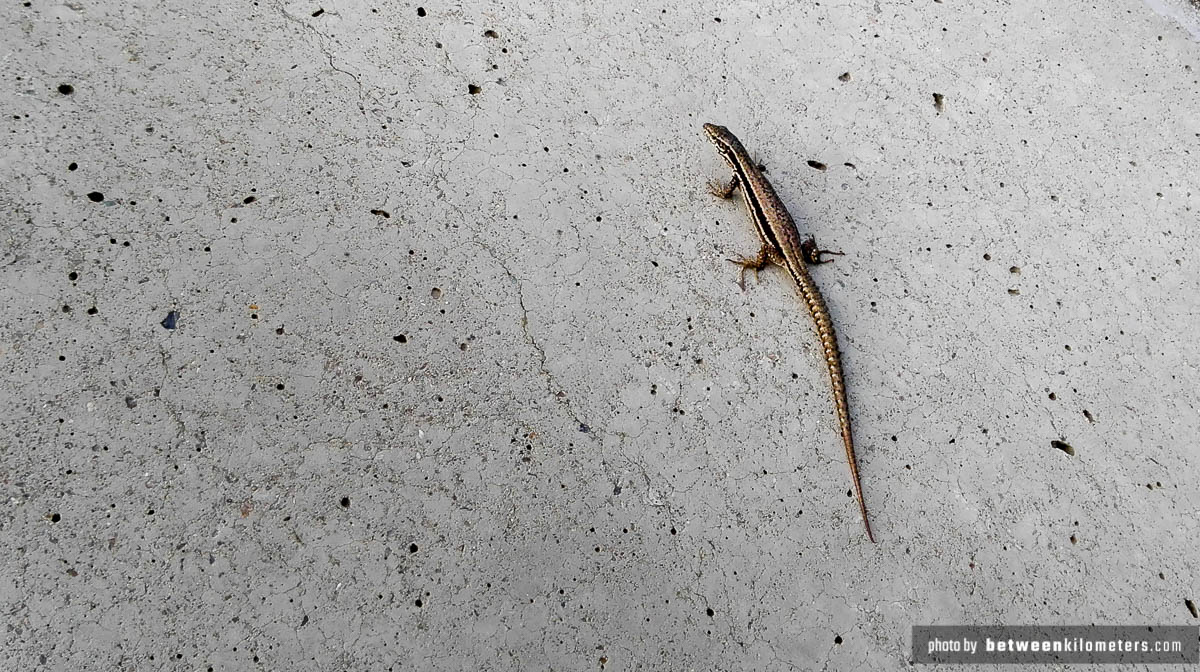 Tama na jeziorze Tarnița, Droga 107P, Rumunia Tama na jeziorze Tarnița, Droga 107P, Rumunia