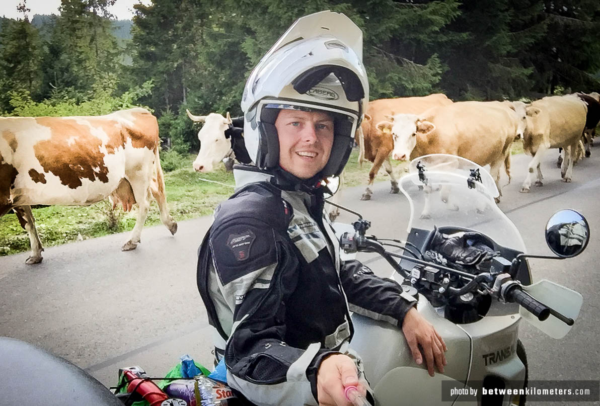 Na rumuńskich drogach można w każdym momencie spotkać zwierzęta. Trzeba nieustannie uważać bo za kolejnym zakrętem można zderzyć się z krową, owcą, kozą lub koniem. Krowy na drodze 107P, Rumunia