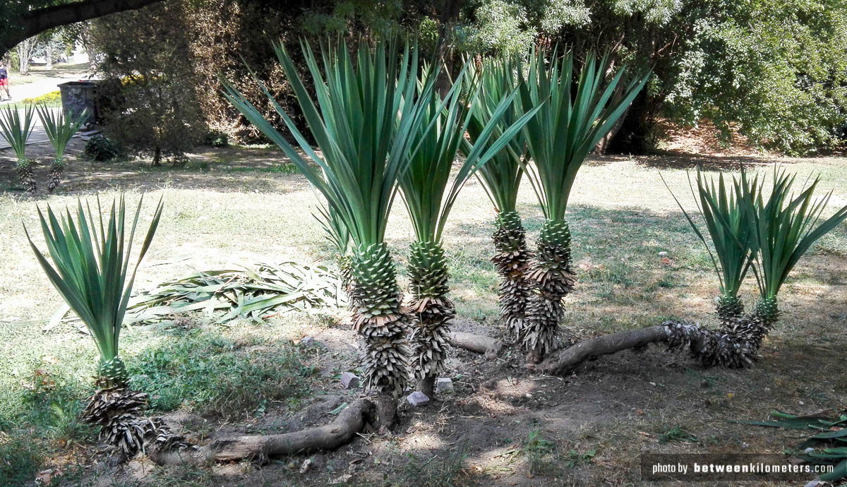Przez chwilę myślałem, że to ananasy 😉 Heheheh… a to młode palmy. młode palmy