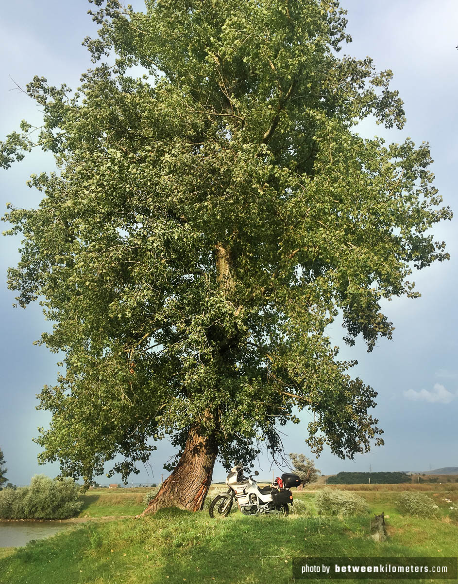 Moje ulubione drzewo w Rumunii. Moje ulubione drzewo w Rumunii.